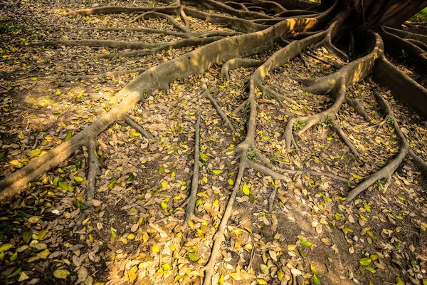 Raízes Árvores Verão — Fotografia de Stock