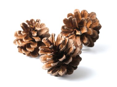 beyaz izole üç çam kozalakları