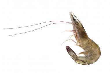 Beyaz arka plan üzerinde izole taze çiğ deniz ürünleri karides