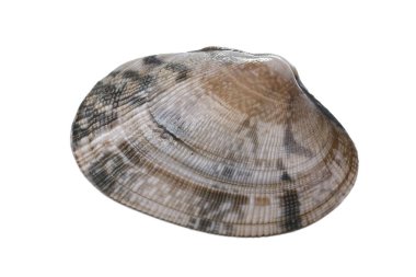 Beyaz arka plan üzerinde izole taze deniz tarağı