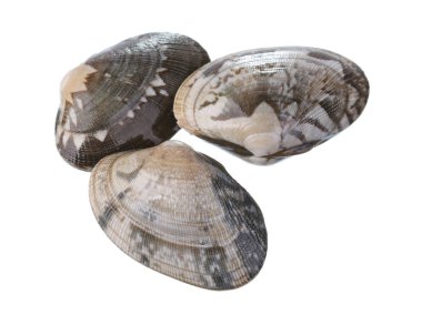 Beyaz arka plan üzerinde izole taze deniz tarağı