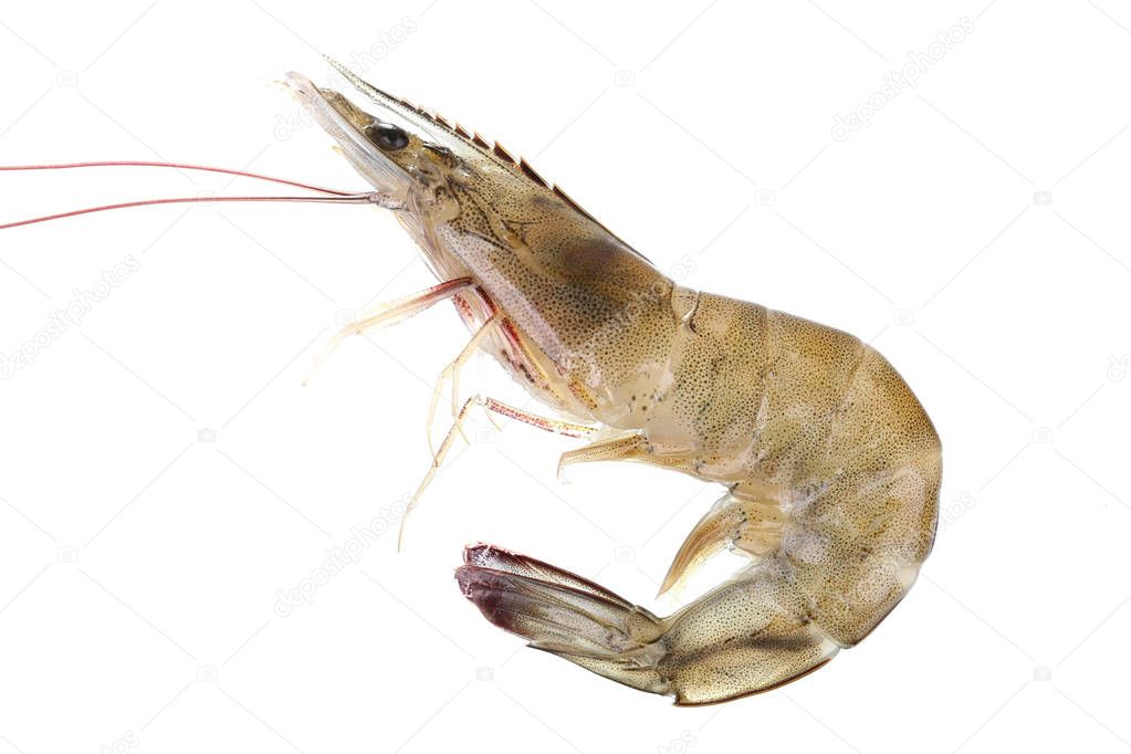 Fresh raw seafood shrimp isolated on white background