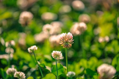 Kır çiçekleri portre vurdu