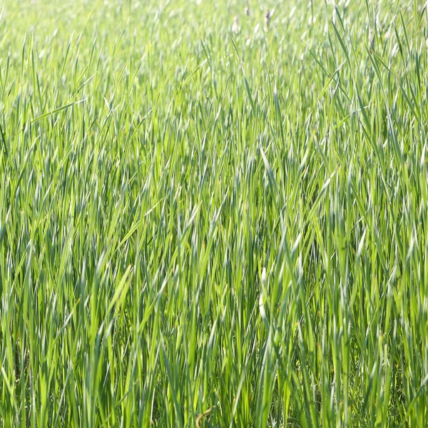 Zielona Trawa Teksturowane Tło — Zdjęcie stockowe