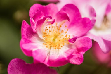 Closeup çekim güzel bahar çiçekleri