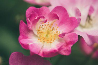 Closeup çekim güzel bahar çiçekleri