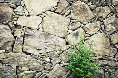 Yeşil bitkilerle kaplı taş duvar