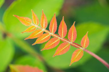 Yeşil arka plan ile kırmızı yaprakları