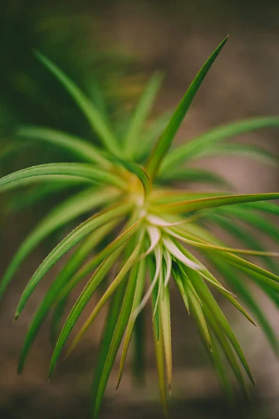 Güzel Arka Plan Bitki Yaprakları — Stok fotoğraf