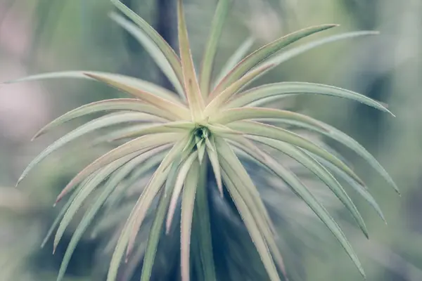 Güzel Arka Plan Bitki Yaprakları — Stok fotoğraf