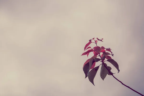 Осінній Кольоровий Фон Листя — стокове фото