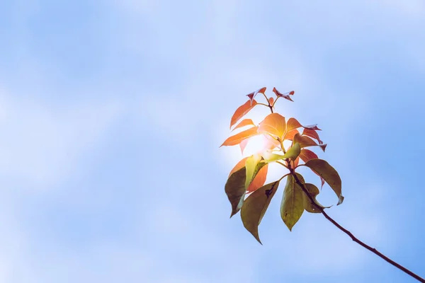 Sonbahar Renkli Yaprak Arka Plan — Stok fotoğraf