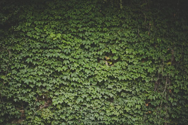 Pflanze Klettert Mit Grünen Blättern Die Wand — Stockfoto