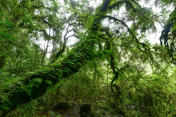 Tropical Rain Forest (Angka Nature Trail,Doi Inthanon National P