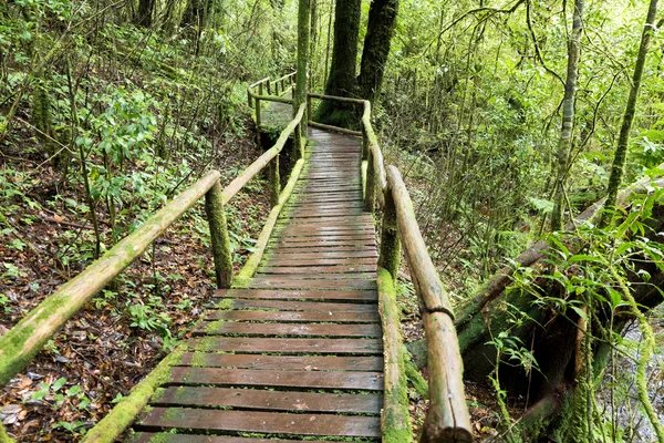 Tropical Rain Forest (Angka Nature Trail,Doi Inthanon National P