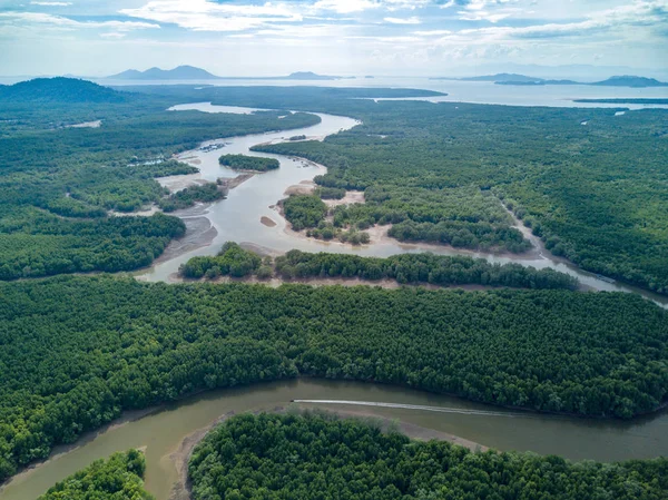 Aerial view of mangrove tree forest and river at Ranong, Thailan