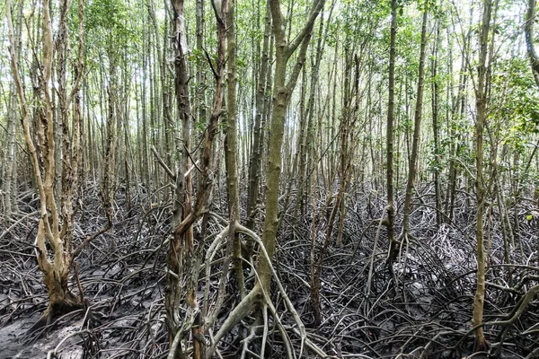 A huge mangrove field of Thung Prong Thong forest in Rayong at T