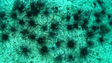 Siyah kestaneleri (Diadema sp.) kumlu bir deniz tabanında toplama. 
