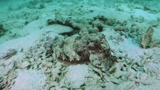 Camouflaged cuttlefish, changing its color to match the sand bottom. — Stock Video