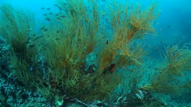 Arrecife y vida marina en el sitio de buceo Chumphon, Tailandia . — Vídeos de Stock