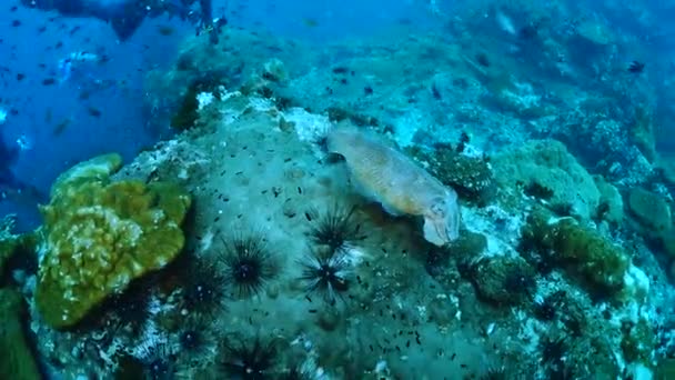 Camouflaged cuttlefish, changing its color to match the sand bottom. — Stock Video