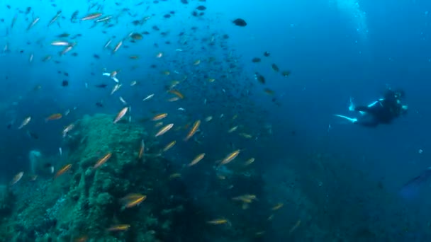泰国春蓬潜水站点中的珊瑚礁和海洋生命. — 图库视频影像