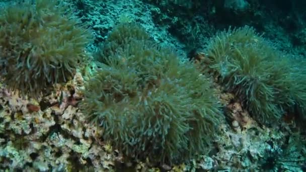 Arrecife y vida marina en el sitio de buceo Chumphon, Tailandia . — Vídeos de Stock