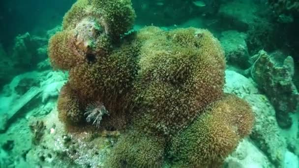 Arrecife y vida marina en el sitio de buceo Chumphon, Tailandia . — Vídeos de Stock