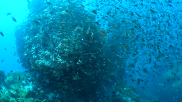 Reef and Marine life in Chumphon dive site, Thailandia . — Video Stock