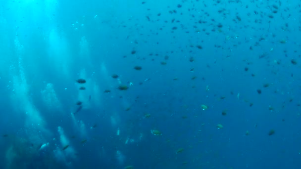 Rafy i życia morskiego w miejscu nurkowania Chumphon, Tajlandia. — Wideo stockowe