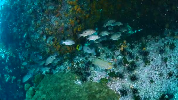 泰国春蓬潜水站点中的珊瑚礁和海洋生命. — 图库视频影像