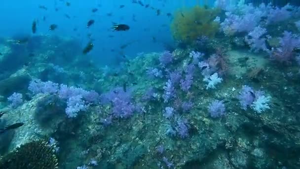 Arrecife de coral en el pináculo 'Hin Khao'. cerca del estuario de Bara y la isla de Lipe muy hermosa atracción, aturdimiento provisión, Tailandia — Vídeos de Stock