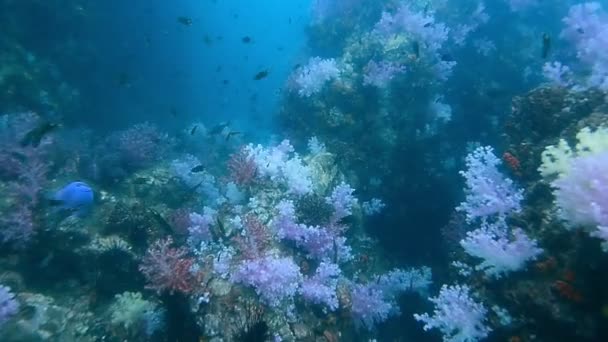 Korallenriff auf dem Gipfel des 'hin khao'. in der nähe von bara mündung und lipe insel sehr schöne attraktion, betäuben provience, thailand — Stockvideo