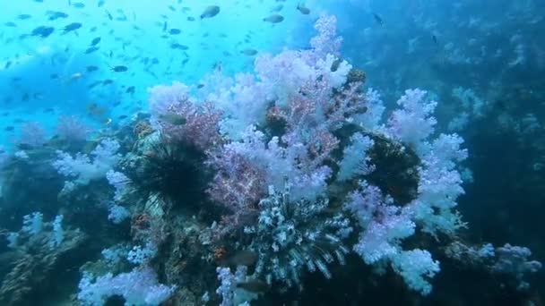 Arrecife de coral en el pináculo 'Hin Khao'. cerca del estuario de Bara y la isla de Lipe muy hermosa atracción, aturdimiento provisión, Tailandia — Vídeo de stock