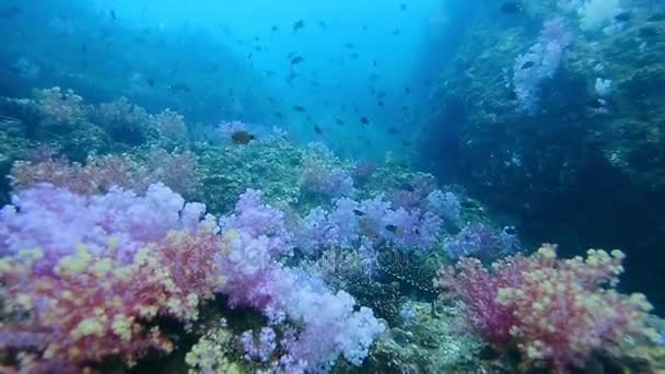Arrecife de coral en el pináculo 'Hin Khao'. cerca del estuario de Bara y la isla de Lipe muy hermosa atracción, aturdimiento provisión, Tailandia — Vídeos de Stock
