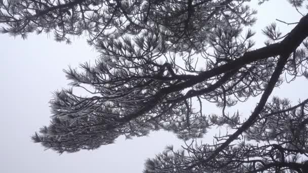 Prachtige landschap op Huangshan, China — Stockvideo