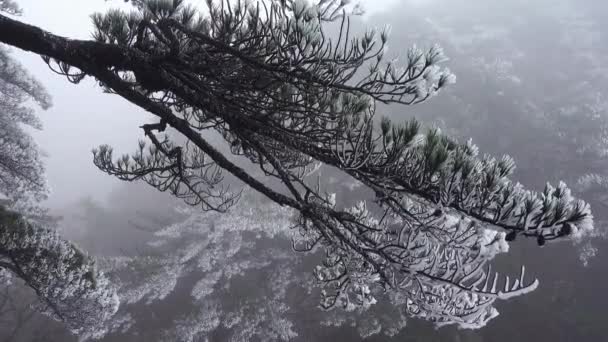 Vacker natur på Huangshan, Kina — Stockvideo