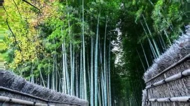 Japonya, Kyoto 'daki Arashiyama Bambu Ormanı 