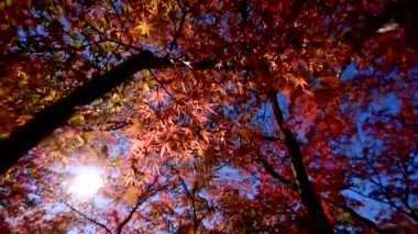 Renkli sonbahar yaprakları, Arashiyama alan, Kyoto, Japonya. 
