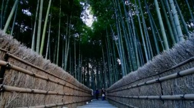 Japonya, Kyoto 'daki Arashiyama Bambu Ormanı 