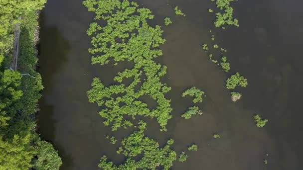 Water Hyacinth cover a river in Thailand — Stock Video