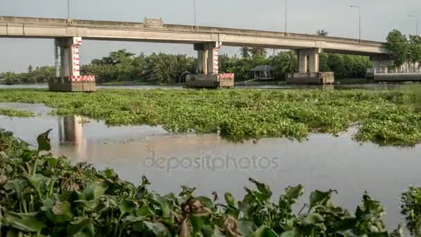 Vattenhyacint täcka en flod i Thailand — Stockvideo