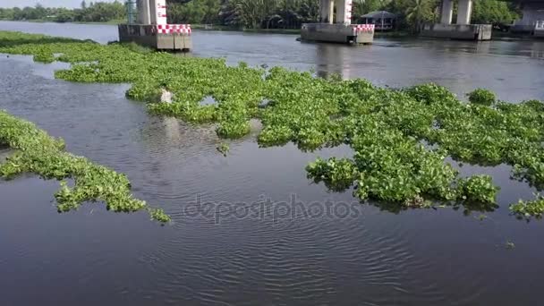 El jacinto de agua cubre un río en Tailandia — Vídeo de stock