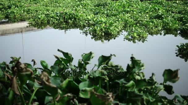 Água Hyacinth cobrir um rio na Tailândia — Vídeo de Stock