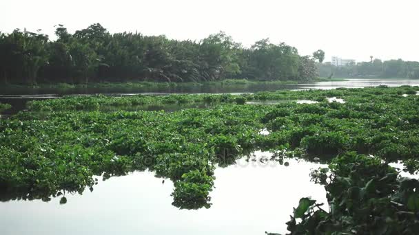 Вода Hyacinth покриття річка в Таїланді — стокове відео