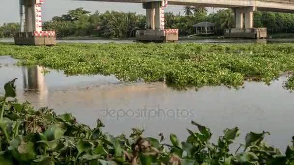 El jacinto de agua cubre un río en Tailandia — Vídeos de Stock