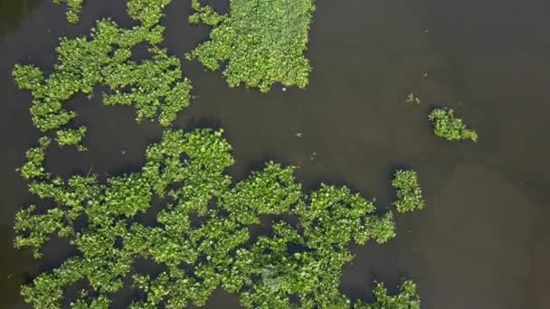 El jacinto de agua cubre un río en Tailandia — Vídeos de Stock