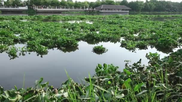 Água Hyacinth cobrir um rio na Tailândia — Vídeo de Stock
