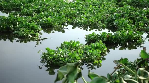 Wasserhyazinthen bedecken einen Fluss in Thailand — Stockvideo