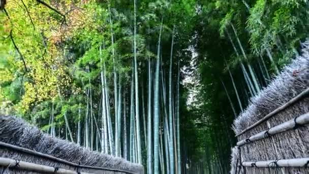 Bosque de bambú Arashiyama en Kyoto, Japón — Vídeo de stock